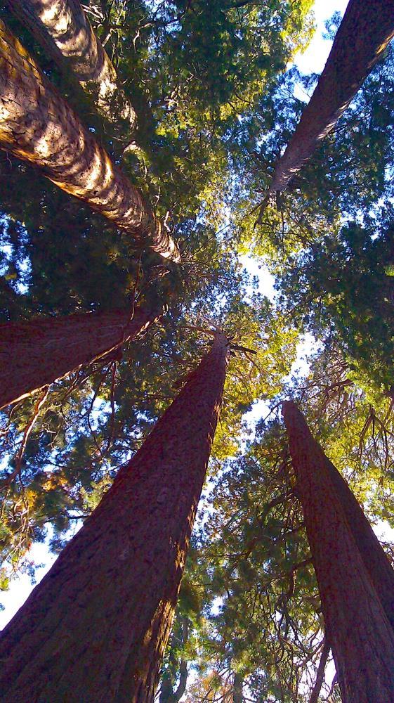 Sequoia Spiral